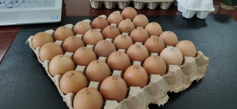 Formowanie na małą skalę 2000 szt. Papierowa taca na jajka Maszyna do pakowania miąższu na jajka